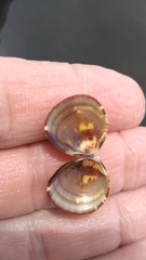 Laevicardium mortoni