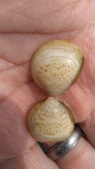 Laevicardium mortoni