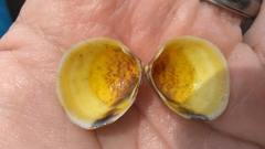 Laevicardium mortoni