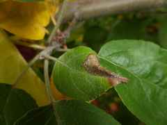 Pholetesor