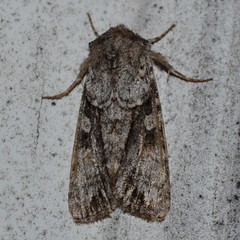 Achatia distincta