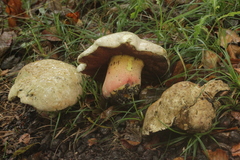 Rubroboletus satanas