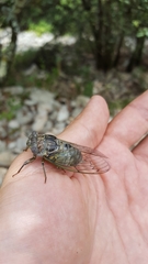 Lyristes plebejus