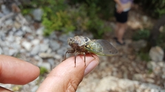 Lyristes plebejus