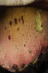 Rubroboletus satanas