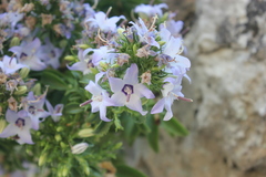 Campanula versicolor tenorei