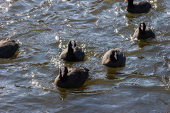 Fulica atra