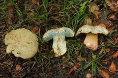Rubroboletus satanas