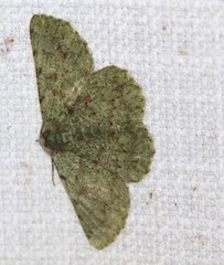 Aeolochroma viridicata