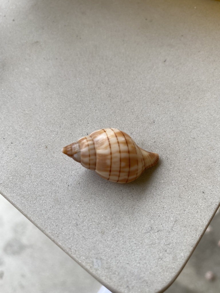 Cinctura hunteria