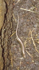Aspronema dorsivittatum