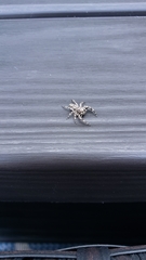 Platycryptus undatus