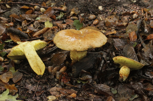Iodine Bolete
