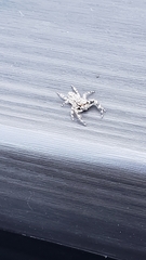 Platycryptus undatus