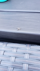 Platycryptus undatus