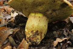 Hemileccinum impolitum