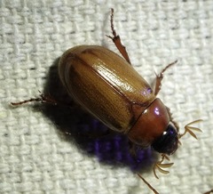 Cyclocephala pasadenae