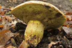 Hemileccinum impolitum