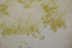 Hemileccinum impolitum