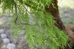 Coluber constrictor priapus