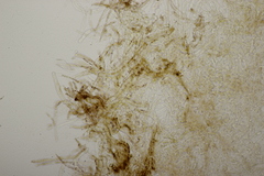 Hemileccinum impolitum
