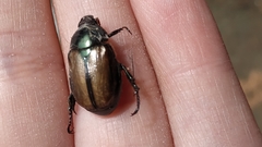 Paranomala cincta