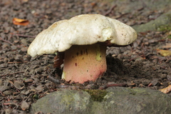 Rubroboletus satanas