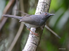 Apalis sharpii