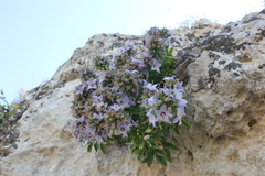 Campanula versicolor tenorei