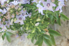 Campanula versicolor tenorei