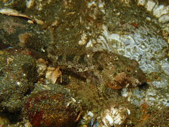 Artedius harringtoni