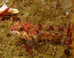 Artedius harringtoni