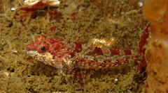 Artedius harringtoni