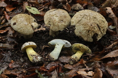 Caloboletus radicans