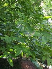 Gleditsia japonica