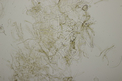 Caloboletus radicans