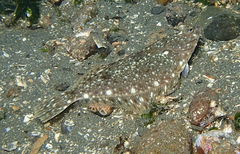 Lepidopsetta bilineata