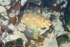 Hexagrammos stelleri