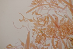Caloboletus radicans