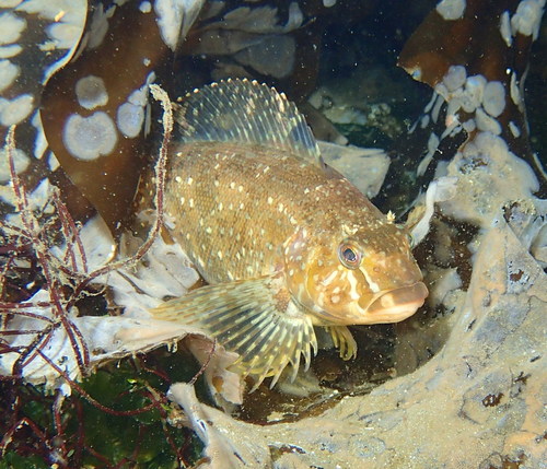 Whitespotted Greenling