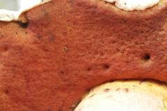 Rubroboletus satanas