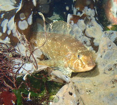 Hexagrammos stelleri