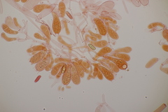 Caloboletus radicans