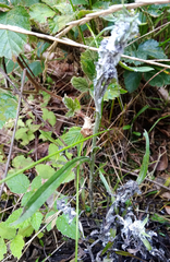 Omalotheca sylvatica