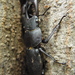Little Stag Beetle - Photo (c) urasimaru, some rights reserved (CC BY-NC)