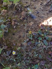 Lotononis rostrata rostrata