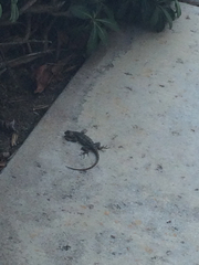 Sceloporus occidentalis