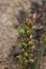 Moesziomyces bullatus