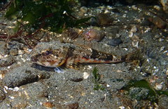 Chitonotus pugetensis