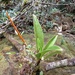 Anthurium durandii - Photo (c) ramon_d, algunos derechos reservados (CC BY-NC), subido por ramon_d